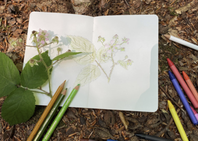 Das Bild zeigt ein Papier und eine Pflanze die auf das Papier gezeichnet wurde.