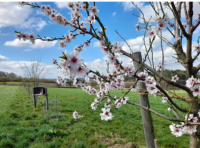 Bild zeigt vermutlich einen Kirschbaum der weiß blüht