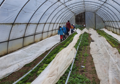 Das Bild zeigt den Anbau von Pflanzen