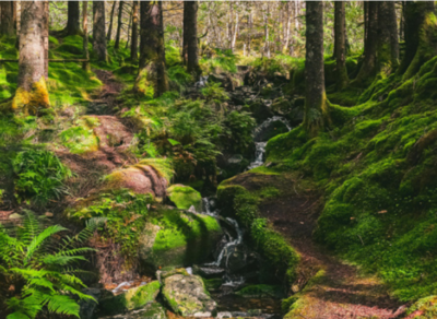 Das Bild zeigt einen Wald mit Bachlauf im satten Grün